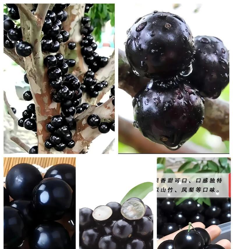嘉宝果种子的营养价值与食用方法（种子中的健康之宝——嘉宝果种子的惊人秘密）