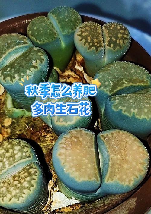 多肉石生花的养殖技巧（打造美丽多肉花园，掌握养殖多肉石生花的秘诀）