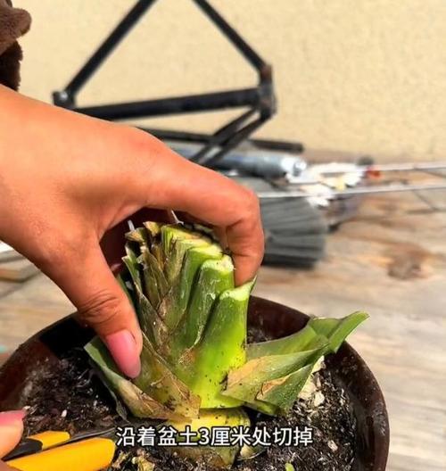 君子兰底叶烂叶的原因及处理方法（揭秘君子兰底叶烂叶的真相，教你正确处理）