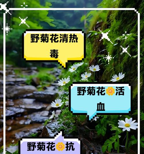 野菊花的播种与繁衍（探索野菊花的繁殖方式及其重要性）