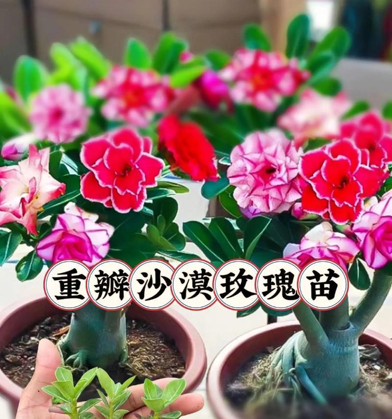 探秘玫瑰（了解玫瑰的分类和特点）