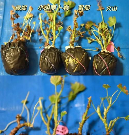 天竺葵叶子枯萎的原因及处理方法（天竺葵叶子枯萎是如何产生的？如何有效处理？）