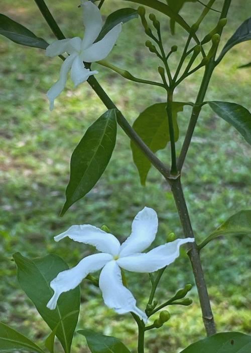 狗牙花开花时间（狗牙花一年开几次花，花期长短？）