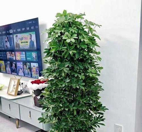 如何布置属猴客厅的理想植物选择（15种植物让您的客厅拥有健康、绿色的生活方式）