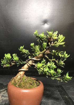 罗汉松放阳台好处多多