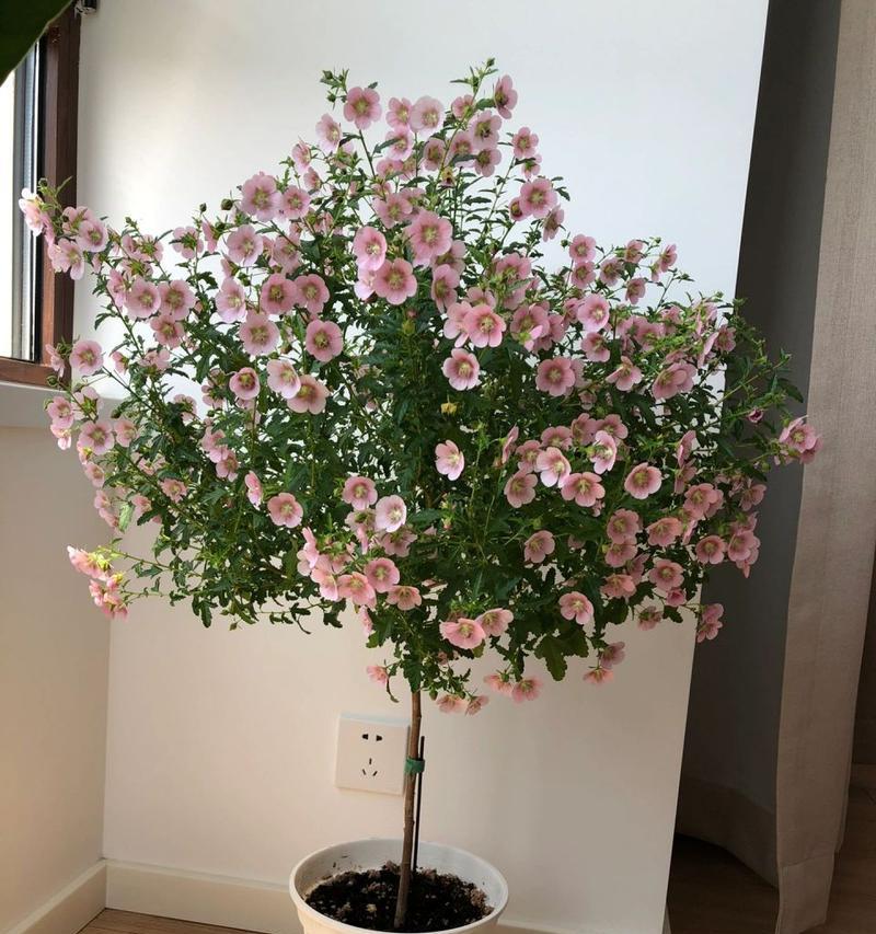 以木槿不长枝的原因及解决方法（探究木槿为何不长枝以及如何解决此问题）