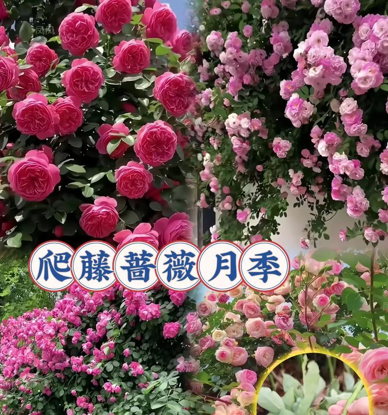 如何栽培容易成活的爬墙蔷薇（实用技巧帮你成功种植美丽的爬墙蔷薇）