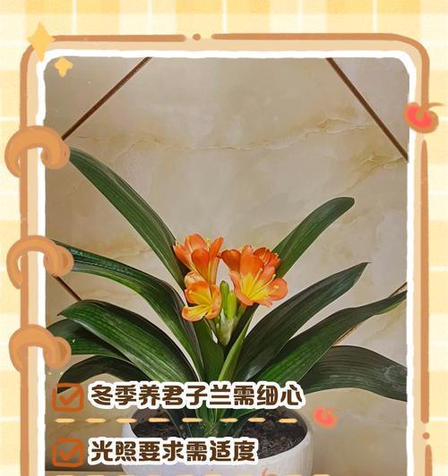 冬天君子兰水浇多了的处理方法（避免过水造成君子兰的病害，提供正确的养护方法）