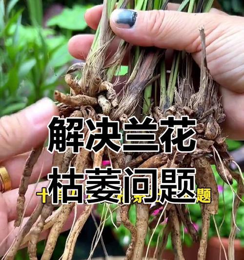 兰花叶子发黄了怎么办？（教你如何护理兰花叶子，让其重现青春）