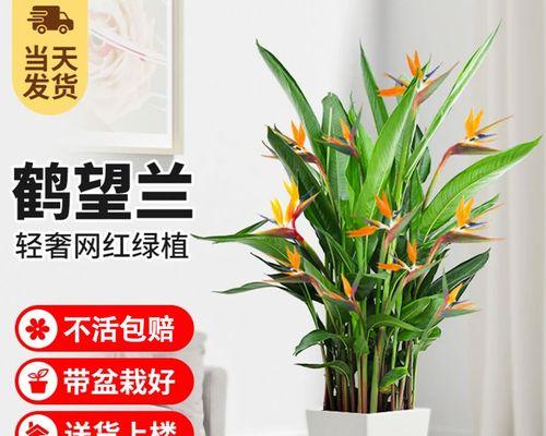 鹤望兰（神奇植物能否解决室内空气污染难题？）