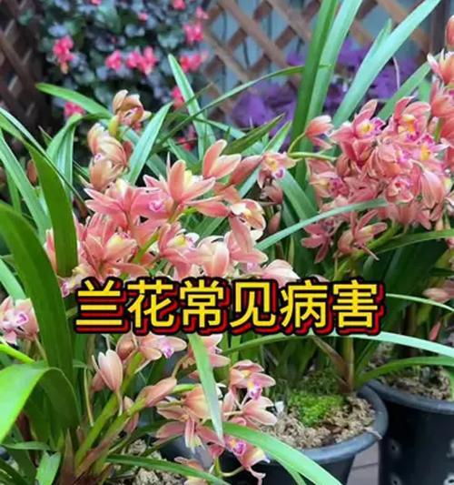 兰花的毒性及室内养护方法（了解毒性，科学养护，让兰花美丽无忧）