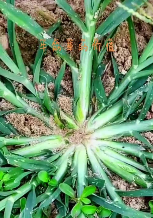 牛筋草的生命周期（揭秘牛筋草的生长规律和特点）