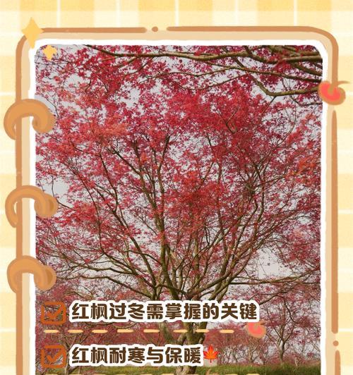 冬季植物施肥的关键与方法（冬季植物养护必不可少的施肥技巧及注意事项）