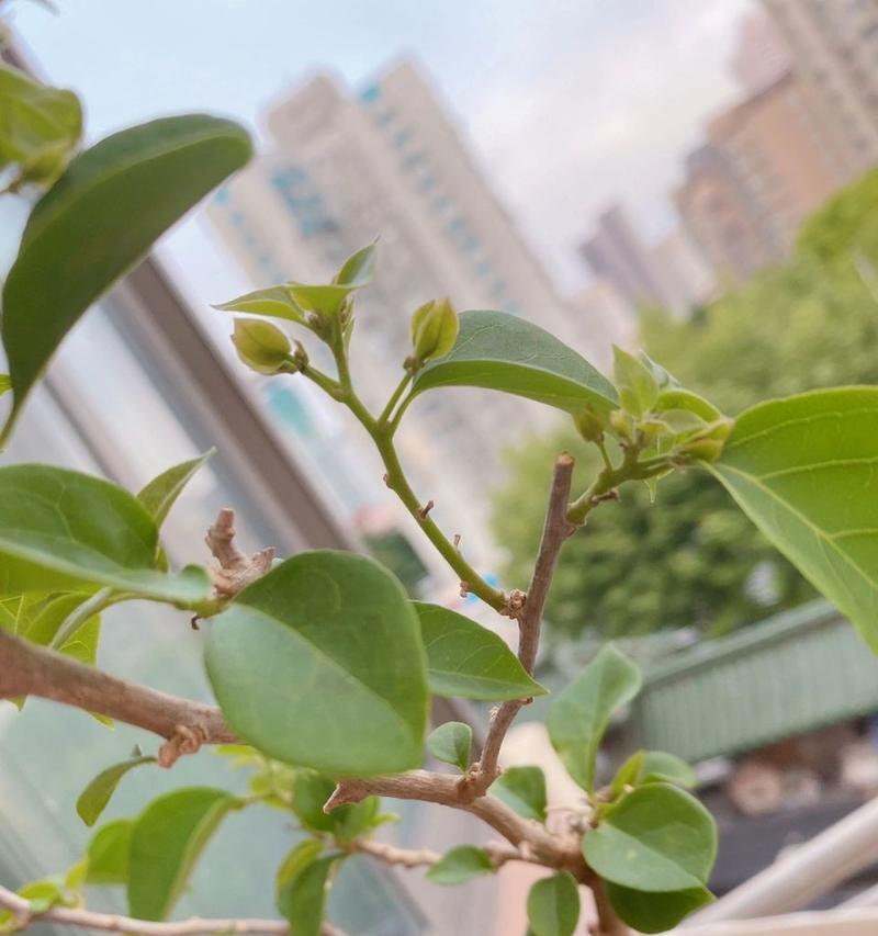 三角梅叶子上有洞的原因与解决方法（探究三角梅叶子上洞的成因及如何保护三角梅叶子）