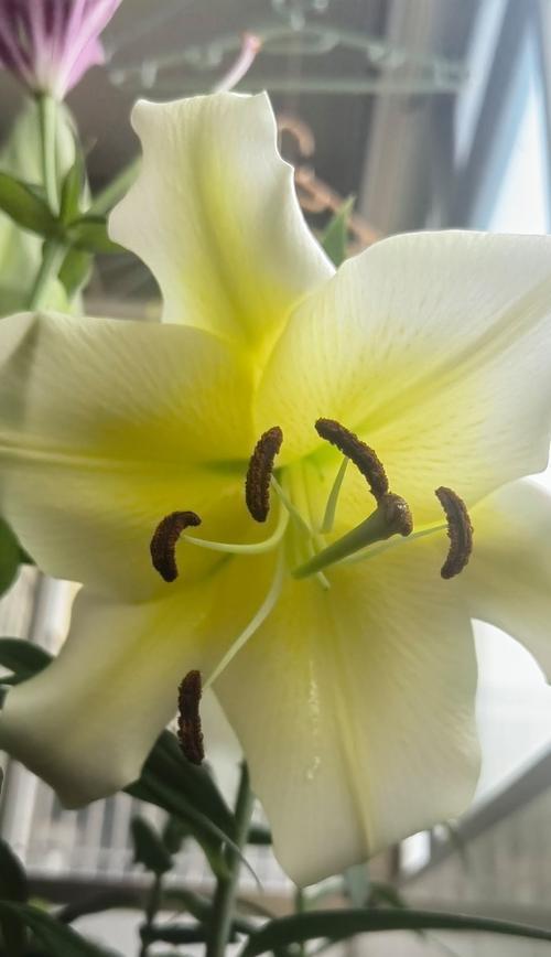 百合开花的技巧与方法（掌握正确的摘花时间和提供适宜的生长环境，让百合绽放美丽）
