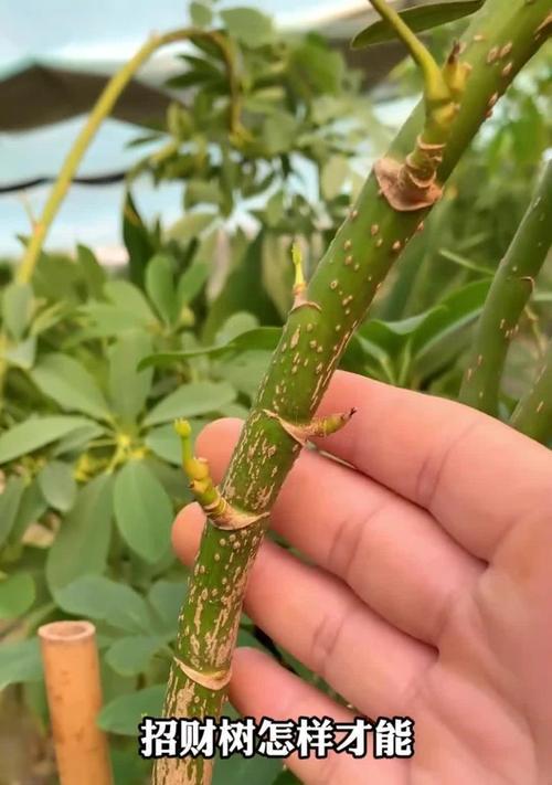 发财树的整形修剪指南（打造枝繁叶茂的发财树，让财运滚滚来）