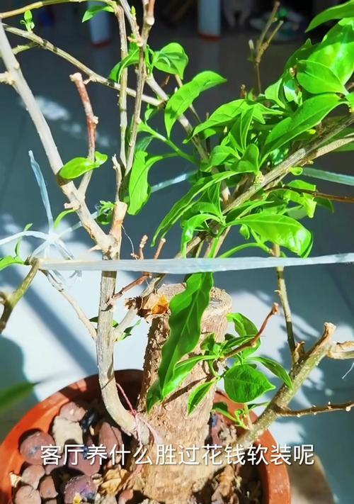 三叶梅养护指南（打造美丽花园的关键技巧）