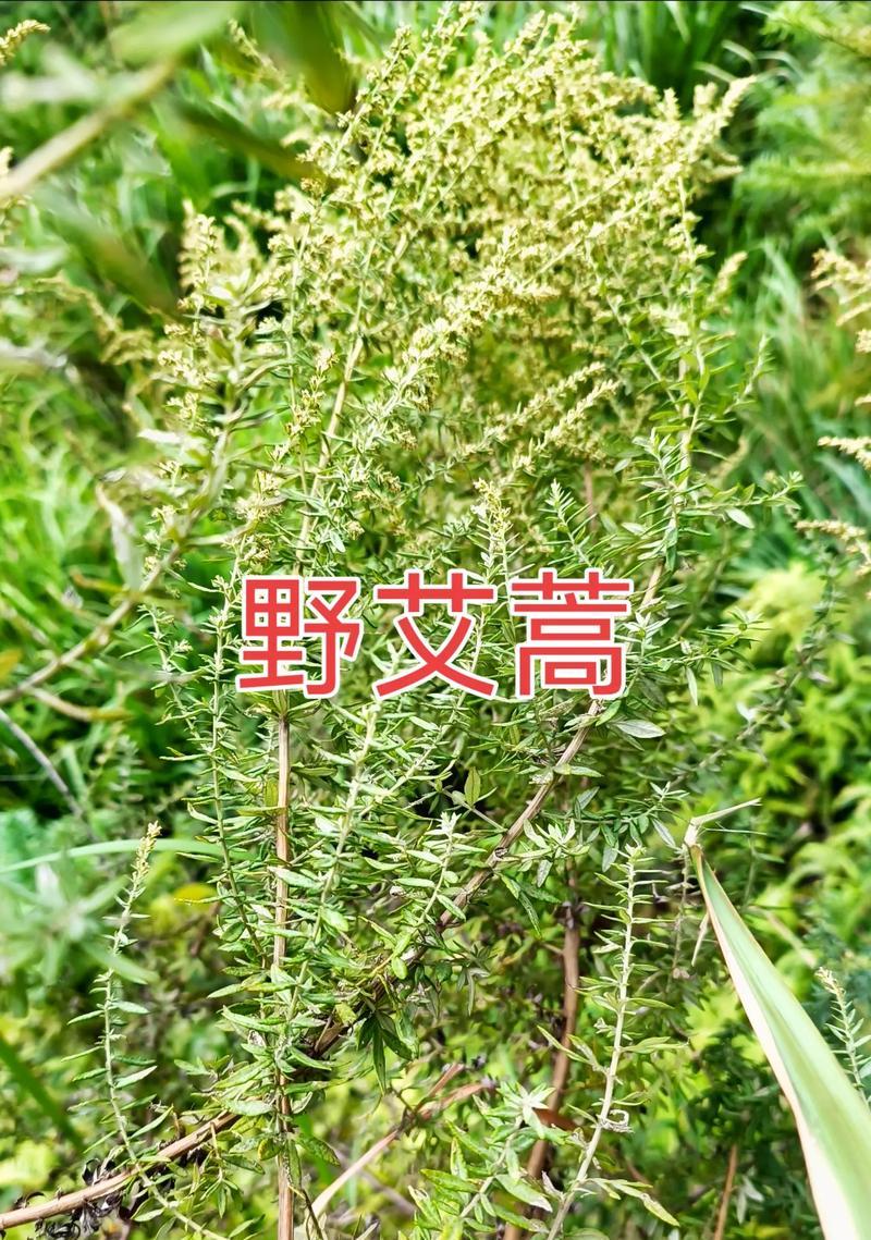 探秘艾草的神奇力量（从中医角度看艾草的功效与作用）
