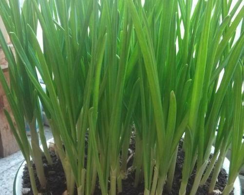 在阳台上种植大蒜的方法与技巧（养育属于你自己的健康大蒜庄园）