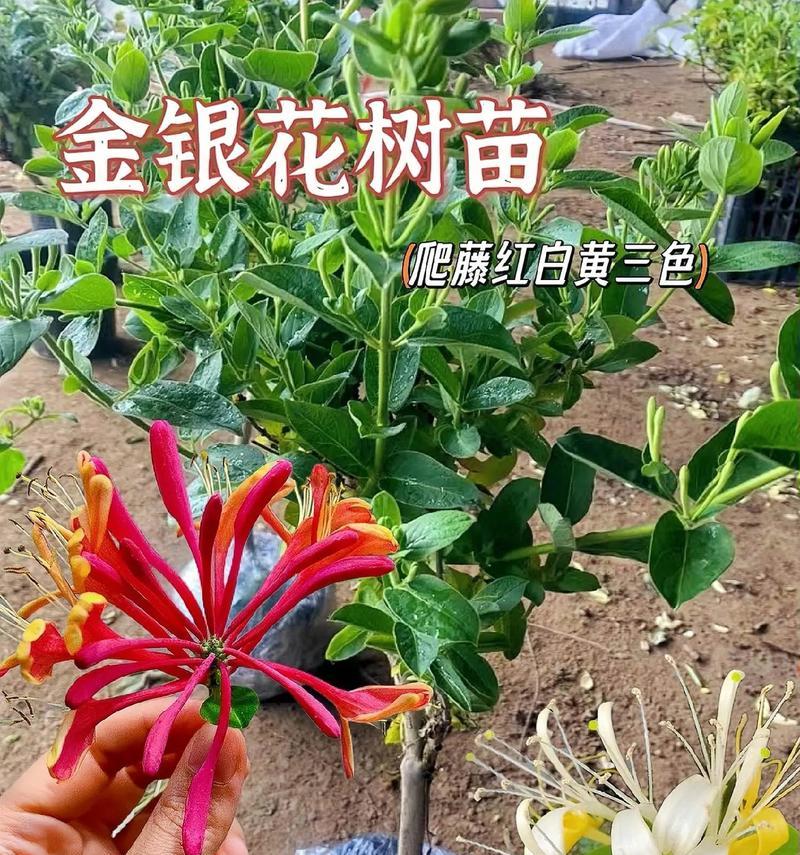 金银花能在秋天移栽吗？（最佳移栽月份和注意事项）