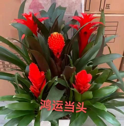 以鸿运当头花给折断了怎么办？（探讨逆境下如何重新振作和寻找机会）