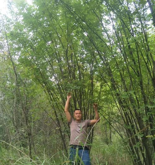丛生白蜡种植技术与管理（探索丛生白蜡种植的可行性及关键要素分析）
