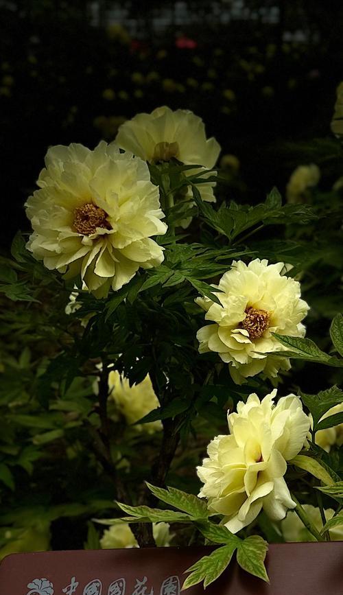 牡丹花叶子过长的修剪方法（修剪牡丹花叶子，让花朵更美丽生动）