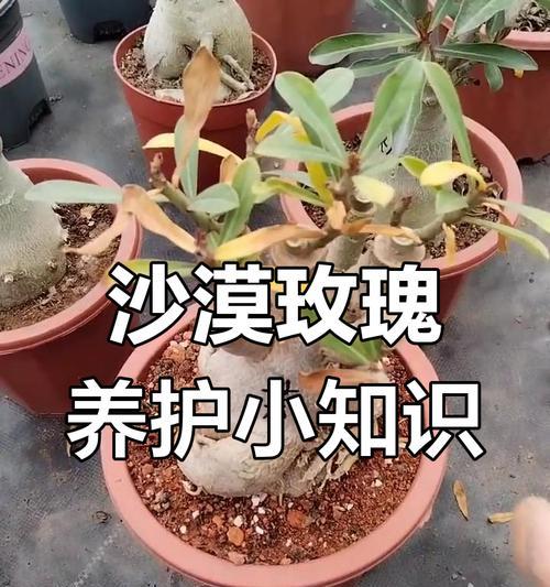 沙漠玫瑰换盆的最佳时间（你需要知道的沙漠玫瑰换盆的时机和方法）