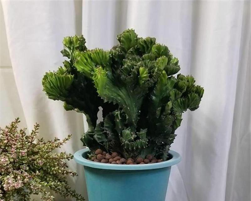 麒麟掌养护指南（打造多肉世界中的珍品）