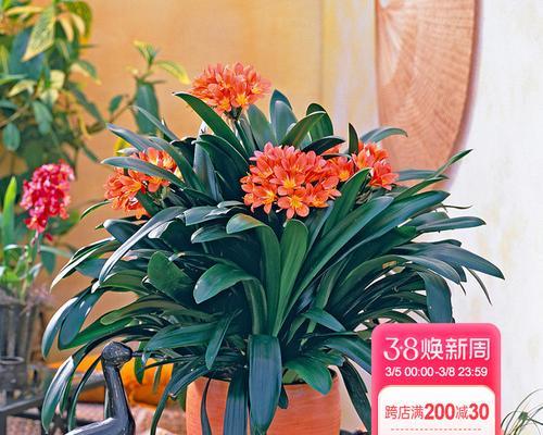 君子兰的种植技巧（室内种植注意事项，以及君子兰的养护之道）