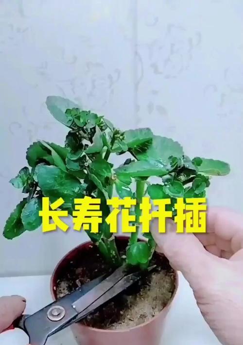 长寿花浇水方法（掌握浇水技巧，让长寿花茁壮成长）