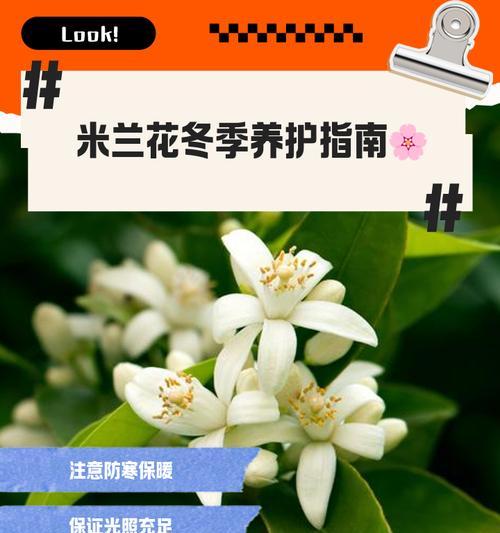 米兰冬季园艺（冬季如何为你的植物做好剪枝准备）