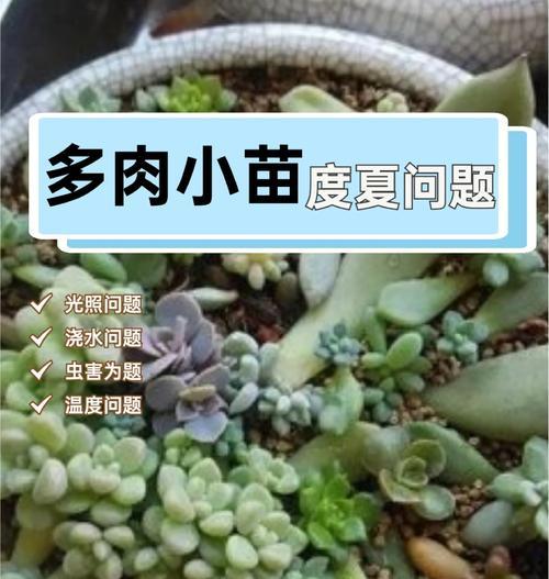 多肉苗的生长之路（掌握养殖技巧，打造多肉苗园）