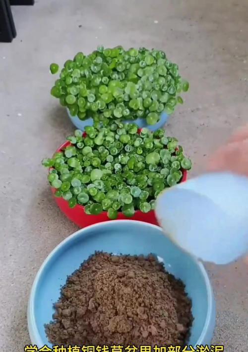 铜钱草养护指南（掌握关键要点，让你的铜钱草长势旺盛）