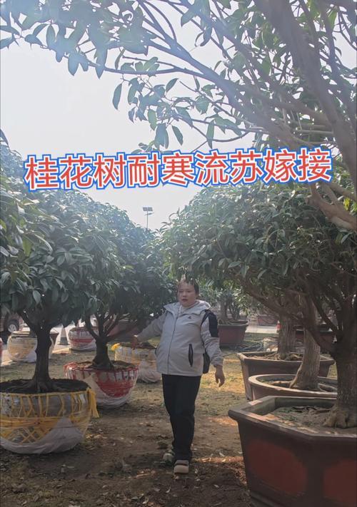 如何以院坝栽桂花树（打造美丽庭院的秘诀）