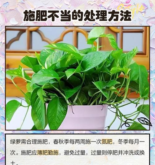 绿萝黄叶原因及处理方法（分析绿萝黄叶的成因，教你正确处理）