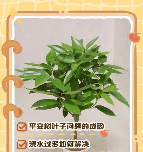 平安树生炭疽病的防治方法（保护平安树免受炭疽病侵害，提高树木健康）
