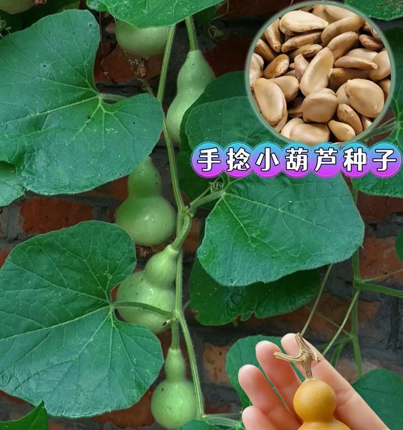 如何培育出优美的葫芦