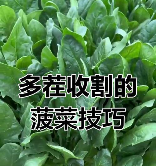 菠菜种植全攻略（从种子到丰收，一步步教你种菠菜）