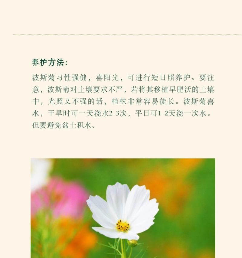 如何正确浇水以波斯菊？（学会科学浇水，让波斯菊生机盎然）