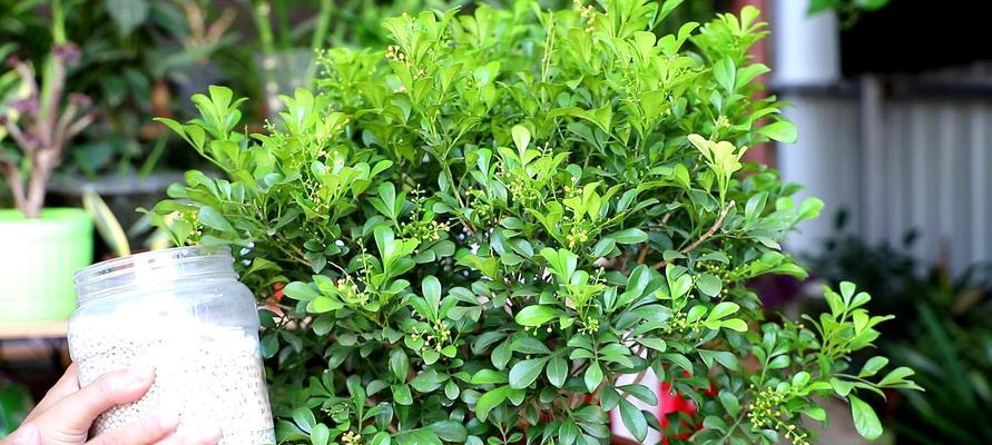 米兰花冬天开花的真相（探究米兰花是否真的能在寒冷的冬季绽放美丽的花朵）