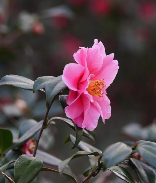 冬季浇水的正确方法——茶梅花的养护技巧（寒冷季节中为茶梅花浇水的关键步骤与注意事项）