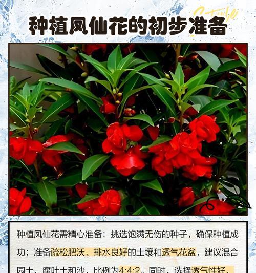 没有土怎么种凤仙花（探索凤仙花的非土栽培方法）
