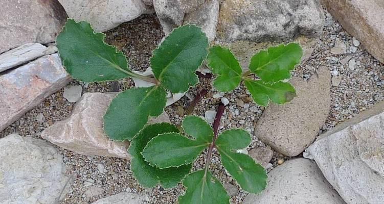 探究沙子适合种植的植物（探寻沙漠绿洲之谜，解析沙子生态的奥秘）