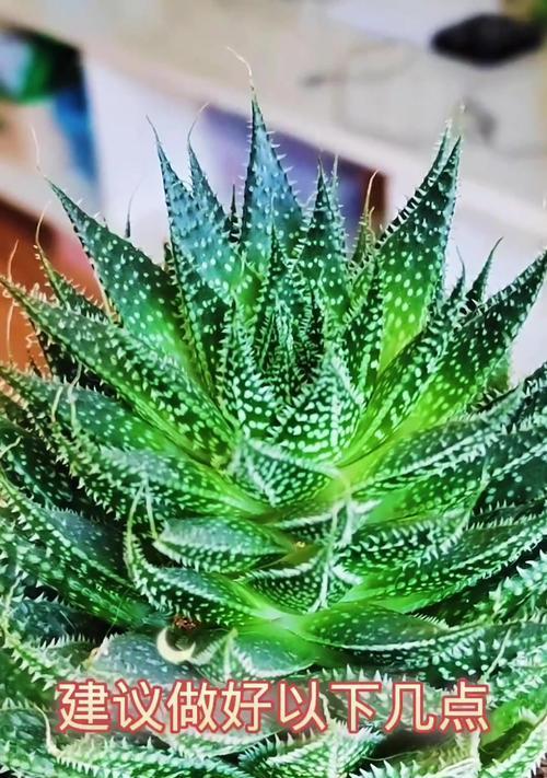 冬季芦荟怎么养？养殖技巧大揭秘！（室内冬季芦荟养护的关键技巧，让你的芦荟常青如春！）