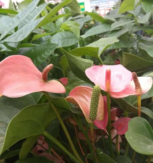 红掌花谢了怎么换盆（红掌花换盆的方法与注意事项）
