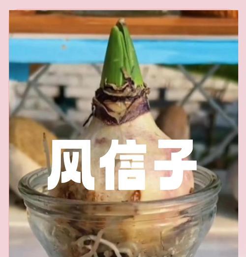 解决水培风信子球种霉点问题的方法（如何有效去除水培风信子球种上的霉点）