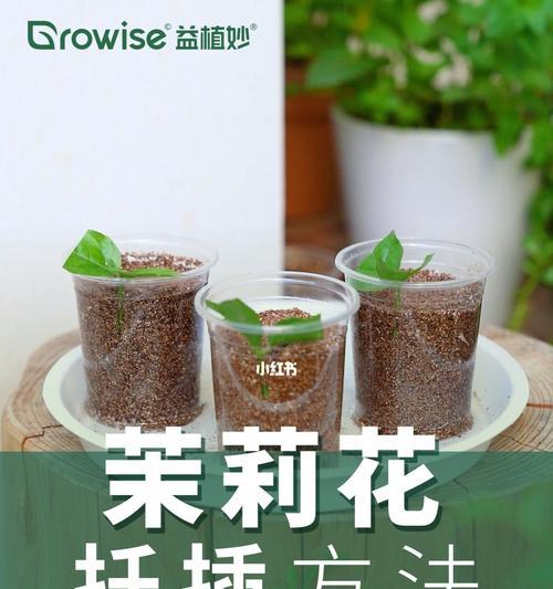 家里花木修剪技巧大揭秘！（掌握正确的修剪方法，让花木更健康茂盛）