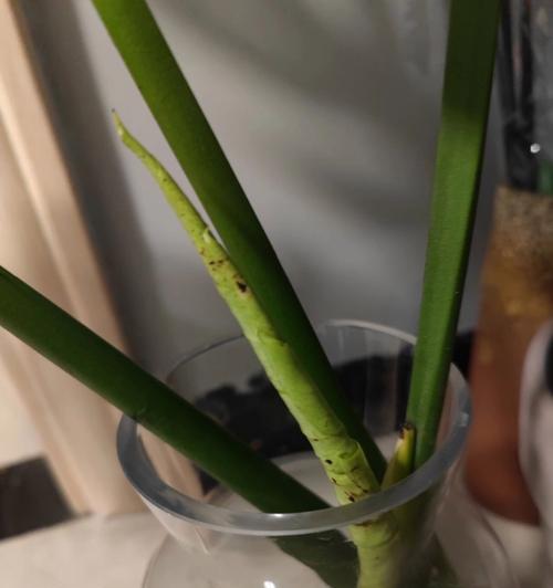 如何处理龟背竹叶子上的黑斑问题（探索黑斑形成原因与有效解决方案）