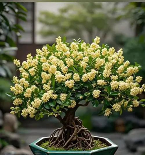 春意盎然，花开米兰（探寻米兰春天的美丽花景）